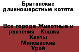 Британские длинношерстные котята - Все города Животные и растения » Кошки   . Ханты-Мансийский,Урай г.